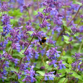 Bijenvrienden: tuinplanten die voor biodiversiteit zorgen.