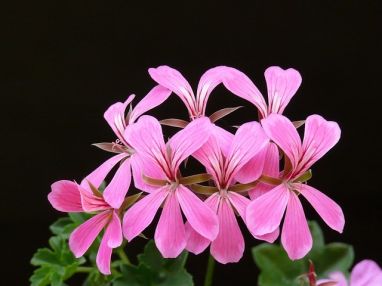 Geraniums in tuin en pot