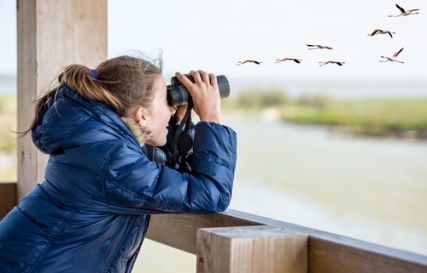 Vogels voeren en tellen!