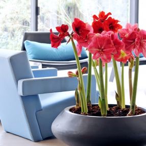 Woonplant van de maand december: Amaryllis