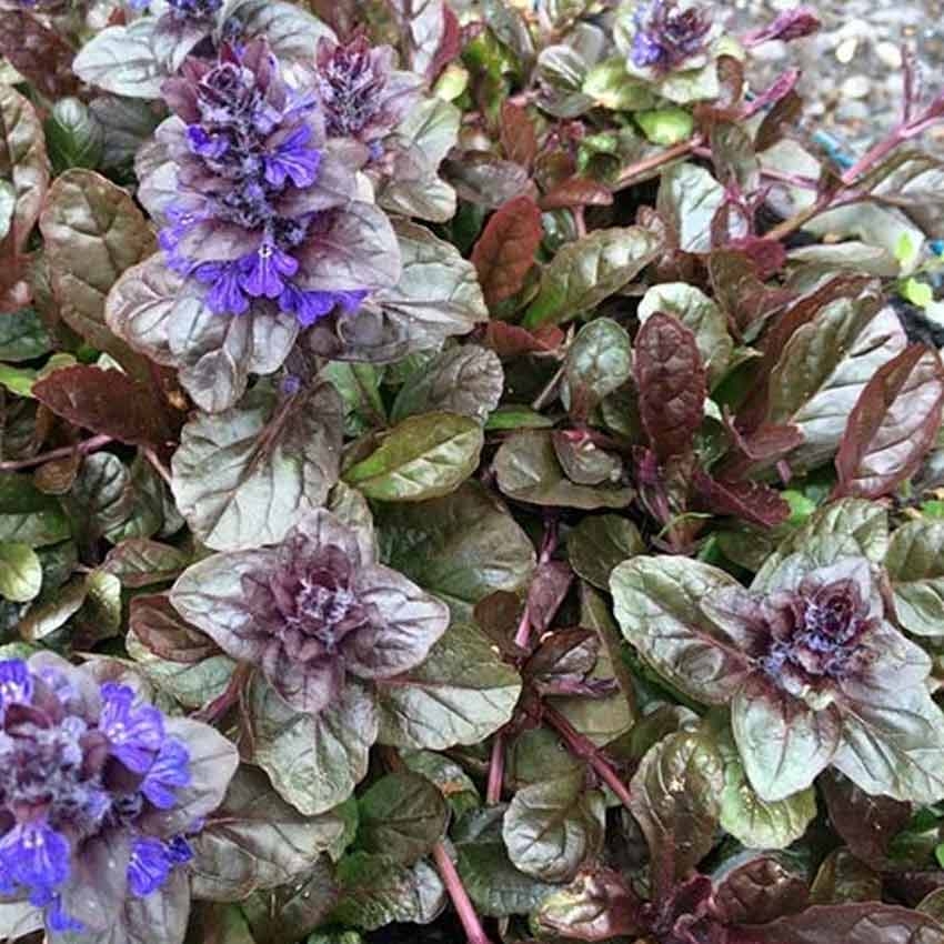 Ajuga Reptans 'Braunherz' - Bloemenhuis