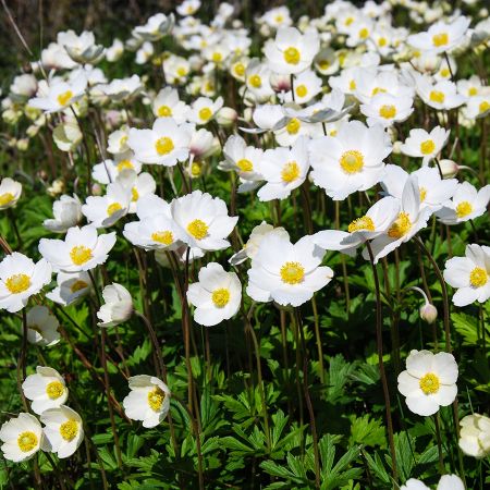 Anemone sylvestris