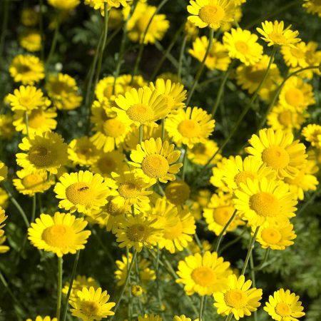 Anthemis tinctoria 'Charme'