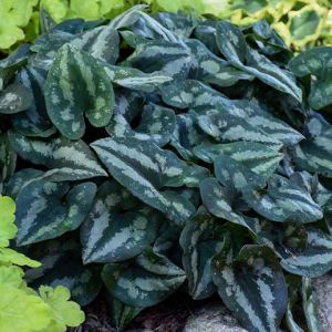 Asarum splendens