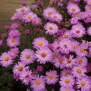 Aster (D) 'Herbstgruss v, Bresserh'