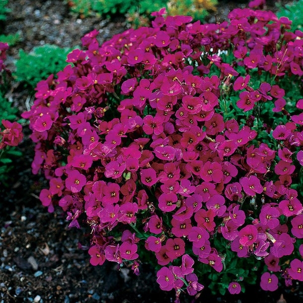 Aubrieta ‘Cascade Red’ - Bloemenhuis