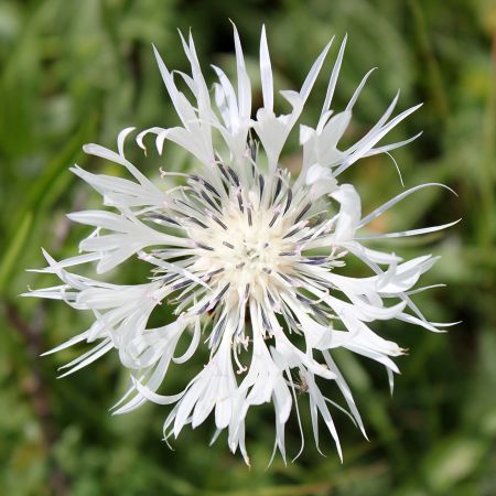 Centaurea montana 'Alba'