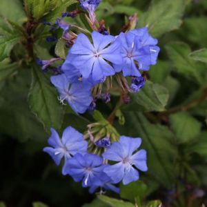 Ceratostigma willmottianum