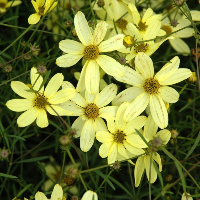 Coreopsis Vert Moonbeam Bloemenhuis