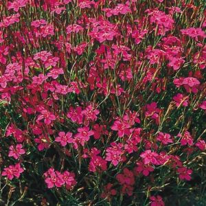 Dianthus delt, 'Leuchtfunk'