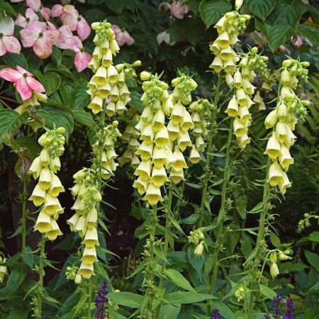 Digitalis grandiflora