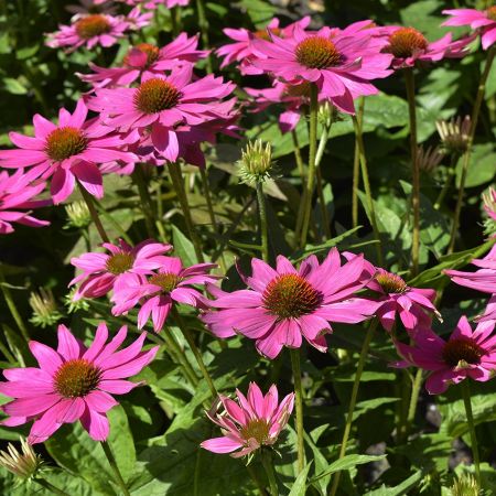 Echinacea p. Powwow Wild Berry