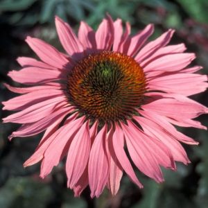 Echinacea p, 'Ruby Giant'