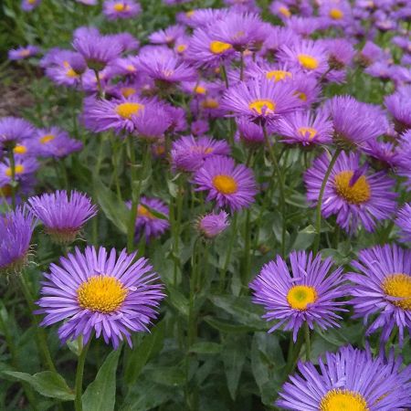 Erigeron 'Dunkelste Aller'