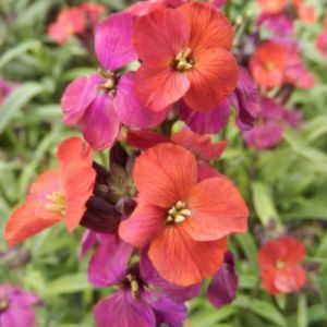 Erysimum 'Red Jep'