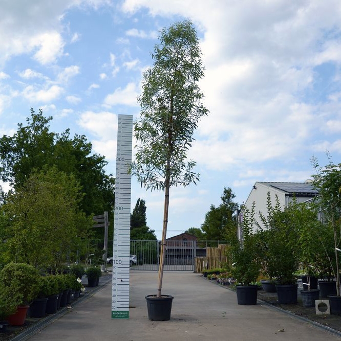 Eucalyptus rostrata - Bloemenhuis