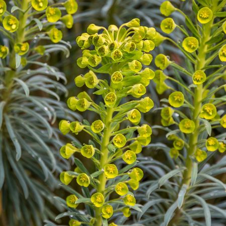 Euphorbia characias