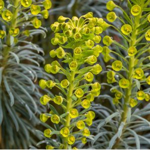 Euphorbia characias