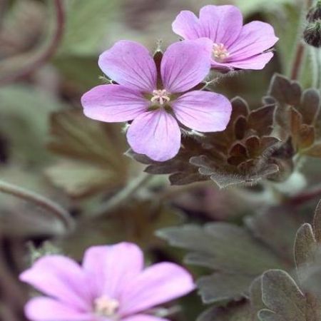 Geranium 'Bob's Blunder'