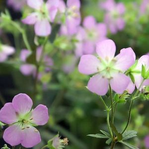 Geranium macul. 'Elizabeth Ann'