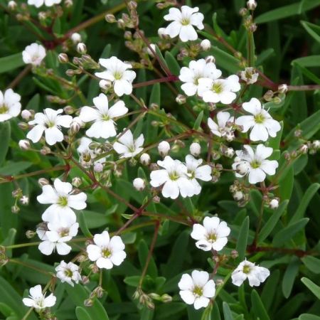 Gypsophila repens 'Alba'