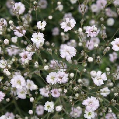 Gypsophila repens 'Rosenschleier' Cura(Come si cura, Coltivazione,  Riproduzione) - PictureThis