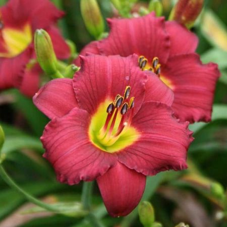 Hemerocallis 'Pardon Me'