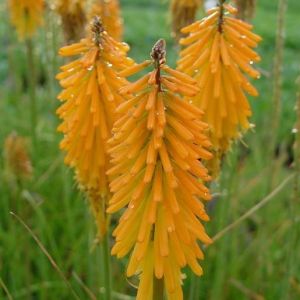 Kniphofia 'Mango Popsicle'