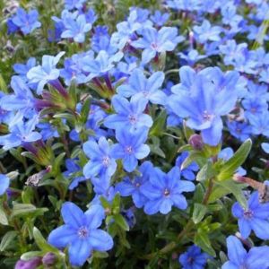 Lithodora d, 'Heavenly Blue'