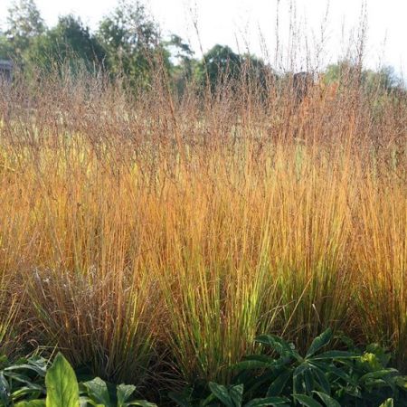 Molinia caerulea