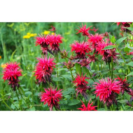 Monarda 'Squaw'