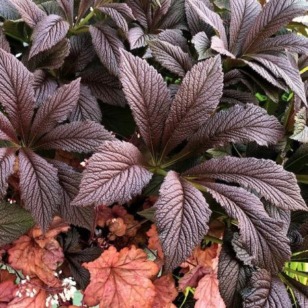 Rodgersia 'Bronze Peacock'