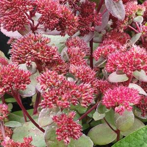 Sedum 'Red Cauli'