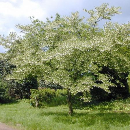 Styrax japonicus