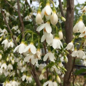 Styrax japonicus 'June Snow '