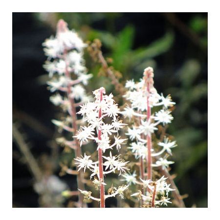 Tiarella 'Iron Butterfly'