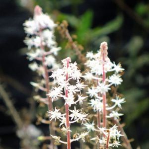 Tiarella 'Iron Butterfly'