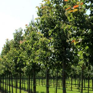 Tilia henryana