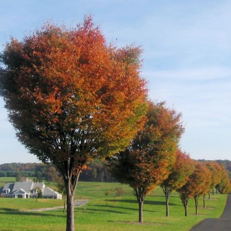 Zelkova serrata 'Green Vase'